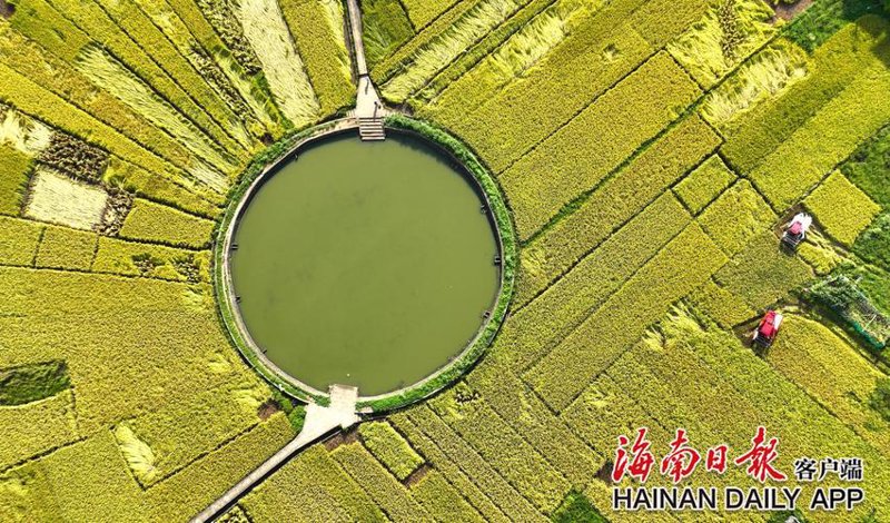 农业产业化：乡村振兴的引擎